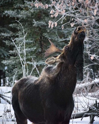 Framed Reach Higher Print