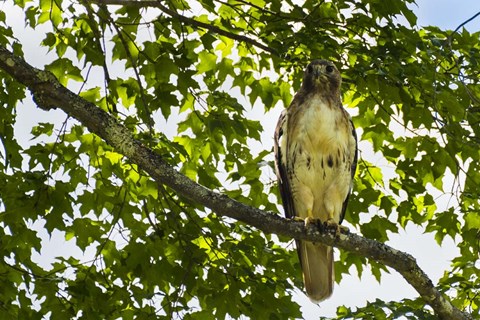 Framed Red Tailed Hawk Print