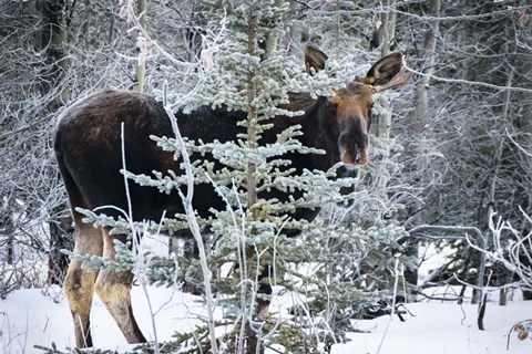 Framed Young Bull Moose Print