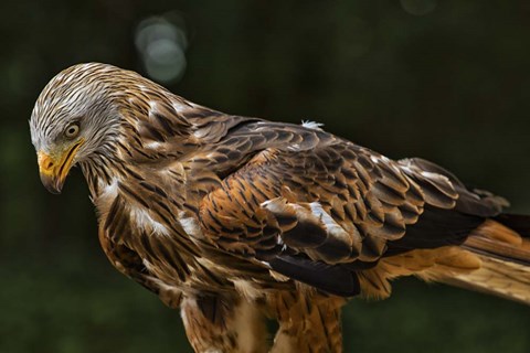 Framed Red Kite Looking Down Print