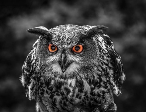 Framed Red Eyed Owl - Black &amp; White Print