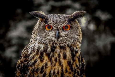 Framed Oehoe Owl Print