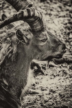 Framed Capricorn Sepia Print