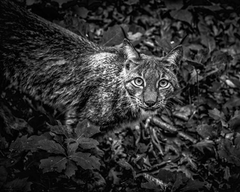 Framed Lynx Looking Up - Black &amp; White Print