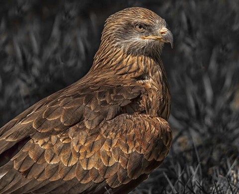 Framed Predator Bird Print