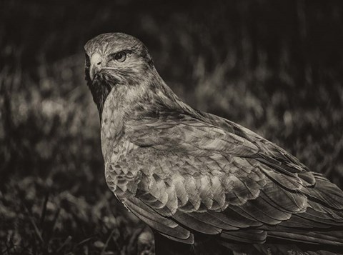 Framed Predator Bird  II Sepia Print