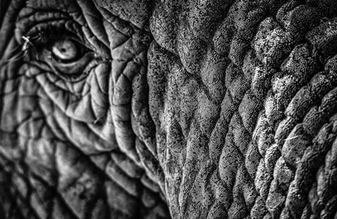 Framed Elephant Close Up - Black &amp; White Print