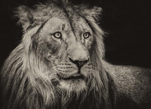 Framed Lion Sepia Print