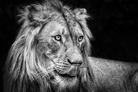 Framed Lion III - Black &amp; White Print