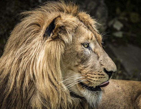 Framed Lion IV Print