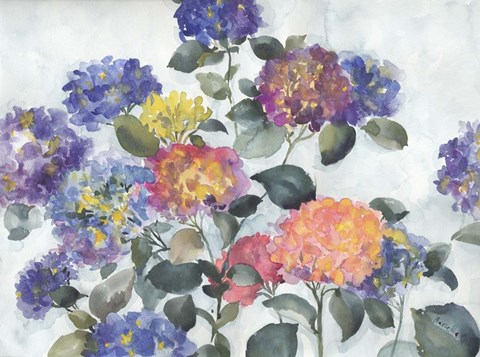 Framed Hortensia Delight Print