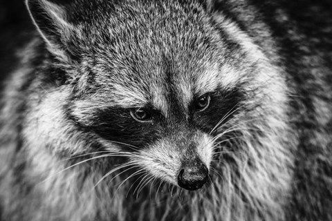 Framed Raccoon - Black &amp; White Print