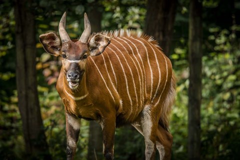 Framed Deer II Print