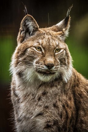 Framed Lynx in the Rain Print