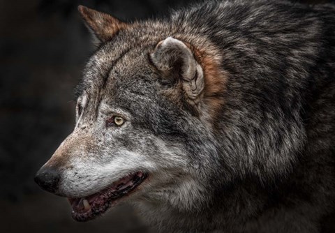 Framed Lone Wolf Print