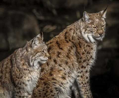 Framed Double Lynx Print