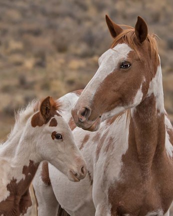 Framed Gypsy &amp; Sentinel - S Steens Wild Mustangs Print