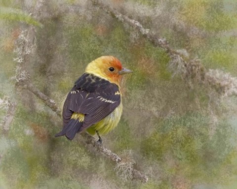 Framed Western Tanager Print