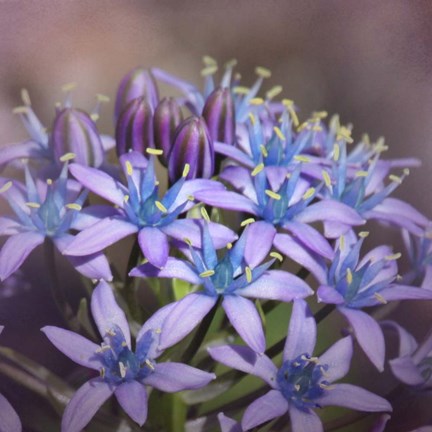 Framed Hyacine Print