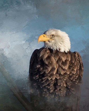 Framed Bald Eagle Print