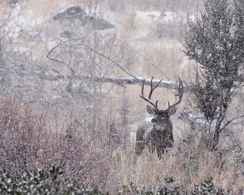 Framed Mule Deer Buck - Steens Mountain Print