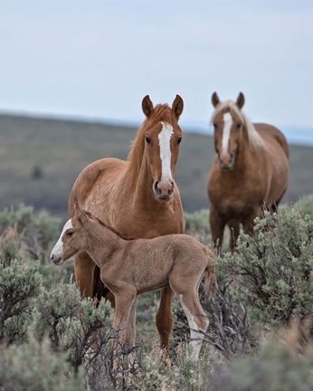 Framed Golden Eagle, Spice &amp; Her Foal Print