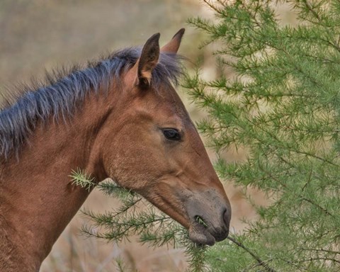 Framed Ochoco Foal &amp; Larch Print