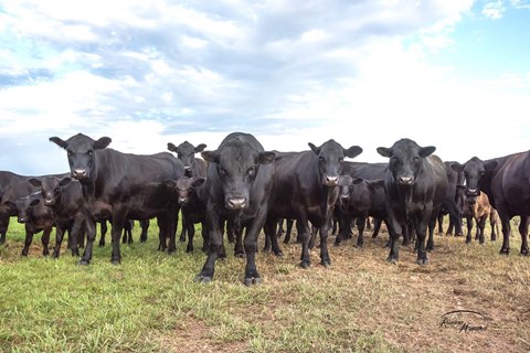 Framed Bad Boys Print