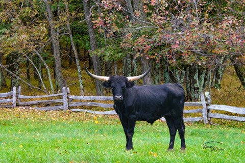 Framed Black Steer Print