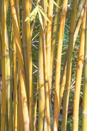 Framed Golden Bamboo Print