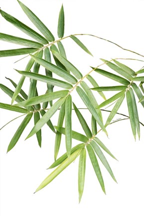 Framed Bamboo Bouquet Print