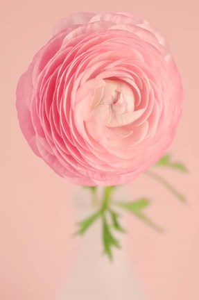 Framed Pink Ranunculus Flower I Print