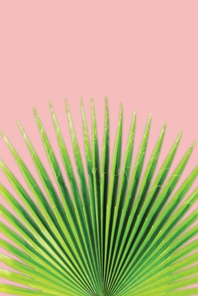 Framed Pink Palm I Print