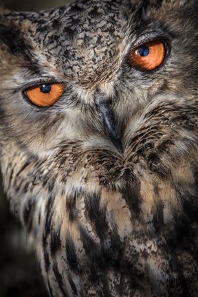 Framed Owl Close Up Print