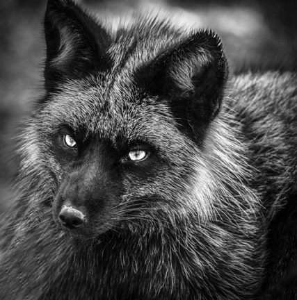 Framed Silver Fox Black &amp; White Print