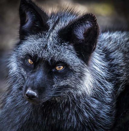 Framed Silver Fox Print
