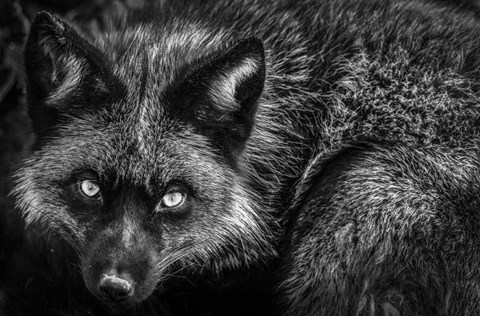 Framed Silver Fox II Black &amp; White Print