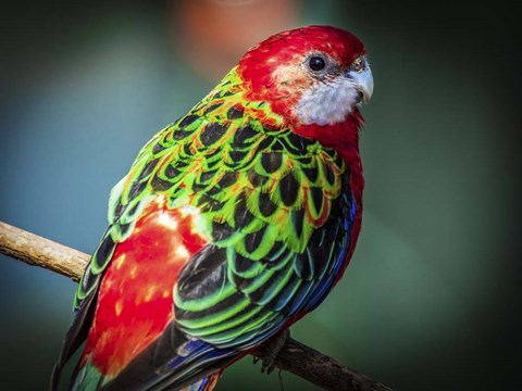 Framed Colorfull Bird Print