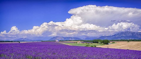 Framed Cloud Bank Over Lavender - Panorama Print