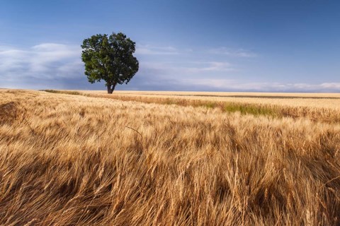 Framed Lone Tree In Wheat Field Print