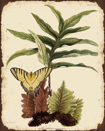 Framed Ferns On Vintage Tin - E Print