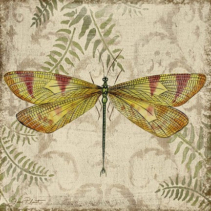 Framed Dragonfly Daydreams - A Print