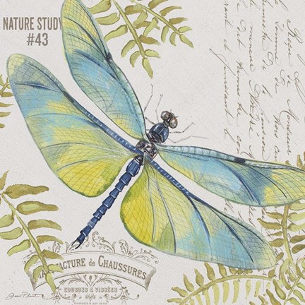 Framed Botanical Dragonfly D Print