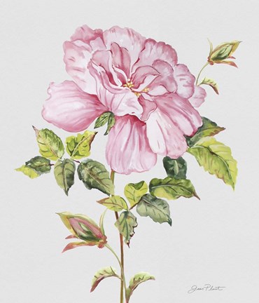 Framed Botanicals 2 Print