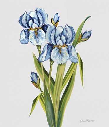 Framed Botanicals 7 Print