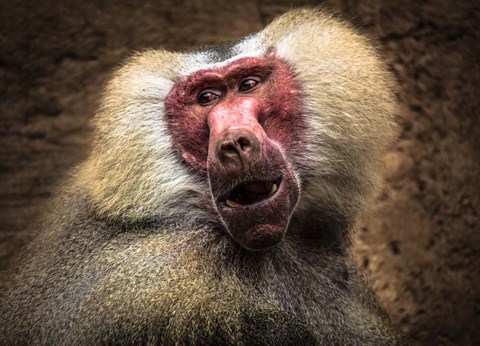 Framed Baboon III Print