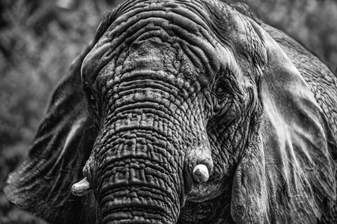 Framed Elephant Front Black &amp; White Print