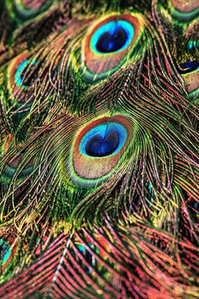 Framed Peacock Feathers Print