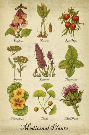 Framed Medicinal Plants Print