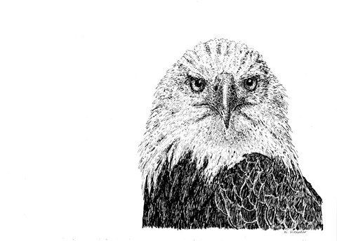 Framed Bald eagle Print